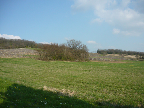 Chardonnayの村。葡萄畑が丘の上まで続きます。