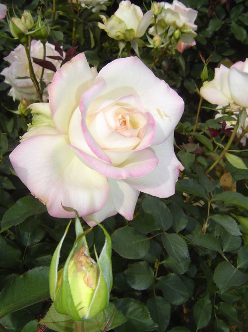 ピンクの縁取りのある白いバラ
