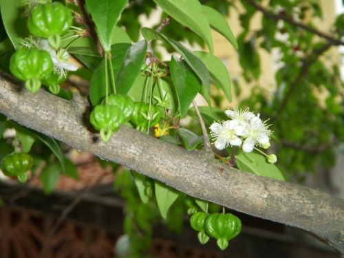 実りの季節に咲き続ける遅咲きのピタンガの花