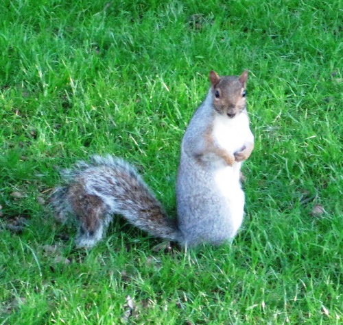 あっ、目が合いました！　人懐こいカメラ目線のリス