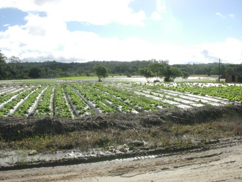 「聖アントニオの園」の近隣に広がる風景。日系人農家が多く、野菜畑が広がっています