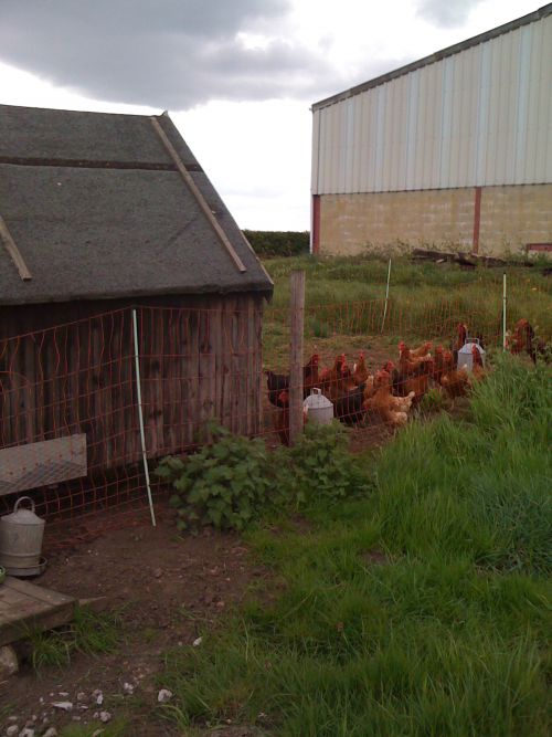 庭の一部を囲って鶏の放し飼い