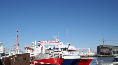 鯨観察船「アイスランドでホエールウォッチングはいかがですか？」 