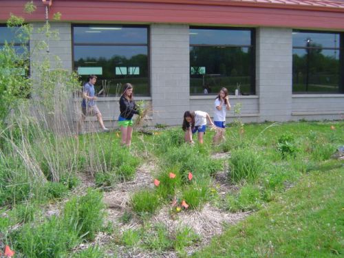 Day 1.  学生が作り直すレインガーデン。ちゃんとした植木もありますが、雑草もたくさん。まず、子どもが手で雑草を引っ張ってガーデンから出しました