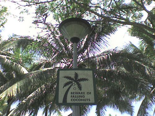 うっそうと繁る椰子の木の下には、「椰子の実の落下に注意」の看板が