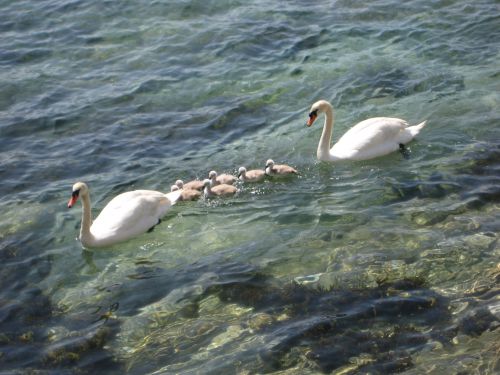 春になると可愛い雛を連れて泳ぐ姿が見かけられます