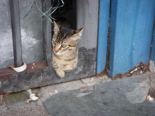 飼い主の分かりにくいペットもたくさん顔をだしています