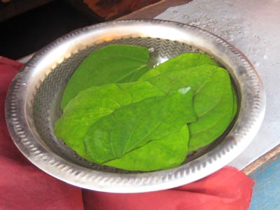 キンマの葉っぱはハート型でかわいい