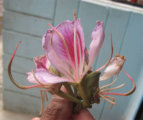 摘んでしばらく時間がたっていますけれど、エレガントな色形を保っています