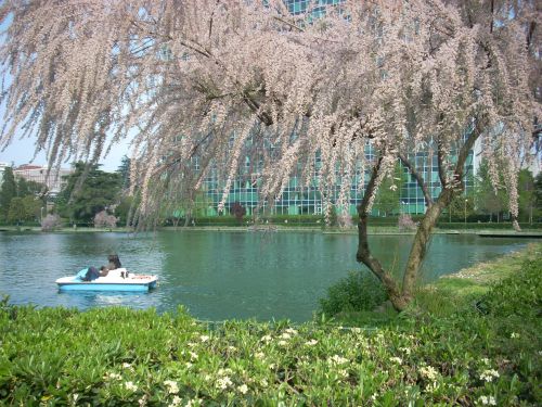公園の南東、池でペダルボートを漕ぐカップル