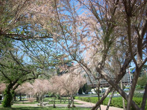 公園の南西部の桜並木