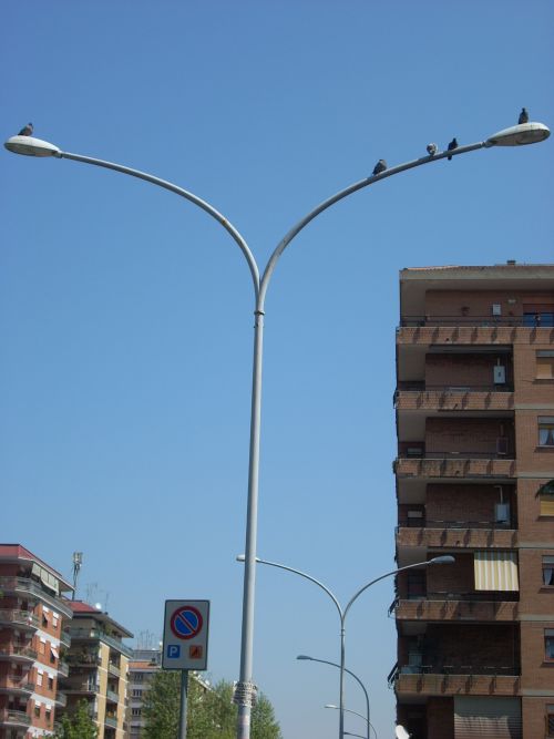 住宅街の街灯に止まる鳩