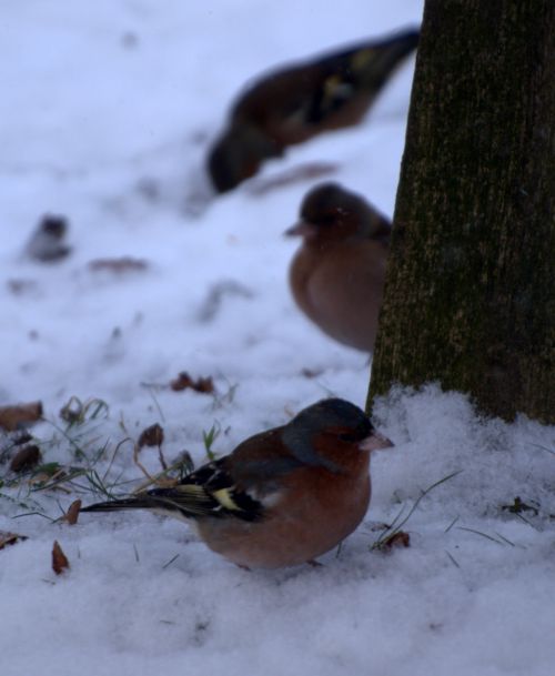 越冬中の野鳥