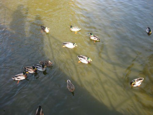池を優雅に泳ぐ鴨たち