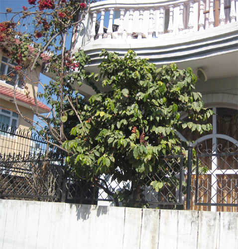 鈴なりに実っています！