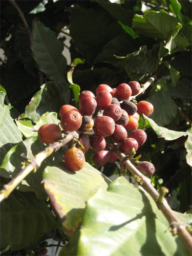 赤く色づいて収穫期を迎えています！