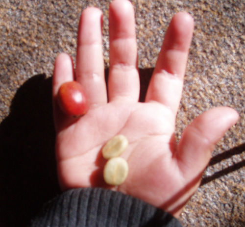 一粒の実に豆が二つ向き合うようにくっついています。