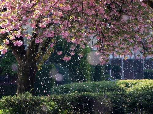 桜吹雪・・・・とはこのことです。花びらが大きいのですごい迫力でした。住宅街にて