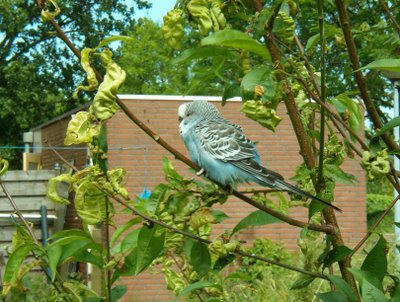 自然の中で生きているセキセイインコも