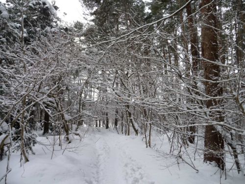 雪の林道を歩いて30分