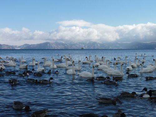 猪苗代湖の白鳥たち