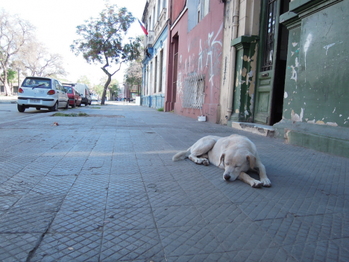 昼間はゴロゴロと寝転がる旧市街の野良犬たち