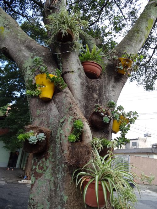 街路樹に取りつけられた植木鉢