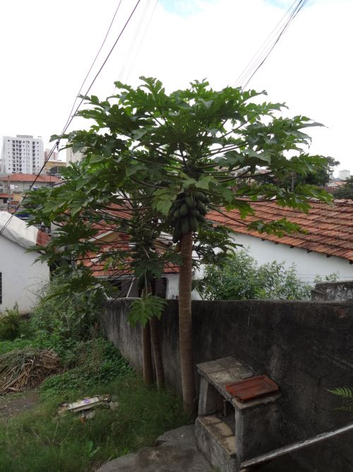 サンパウロ市内の民家に実る未熟な緑色のパパイア