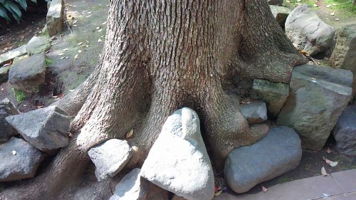 木の根が石を抱えています。どれだけの時間がかかったのでしょう。