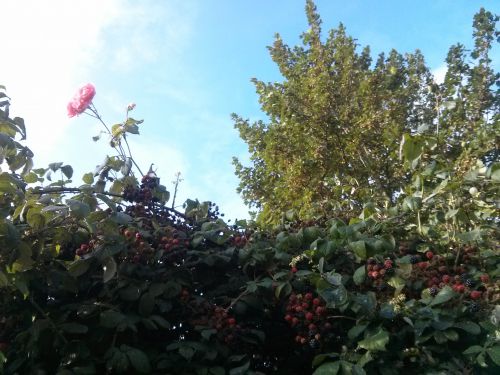 バラが咲いているのが見えますがブラックベリーは「バラ科」なんですって！どうりで「トゲ」があるわけだ…。