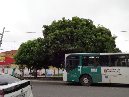 １１月、たわわに実ったマンゴーの木が目印となっているサンパウロ市内の一つのバス停