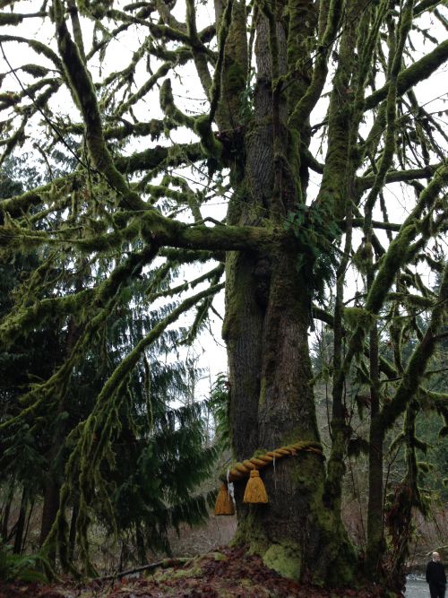 ご神木でしょうか。シアトルエリア特有の苔むした枝が荘厳さを増幅しています