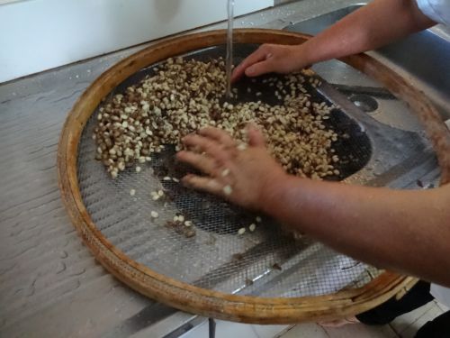 フェイジョン（豆）の皮をむく作業