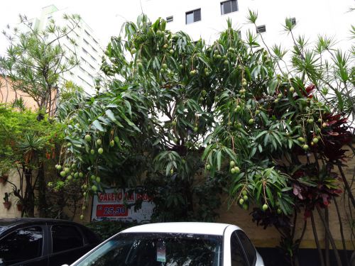 １２月始め、サンパウロ市内の駐車場の花壇で実るマンゴー