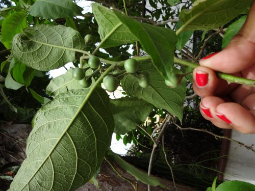 サンパウロ市内の庭先に育つジュルベーバの果実