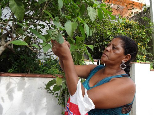ジュルベーバの果実を摘み取る女性