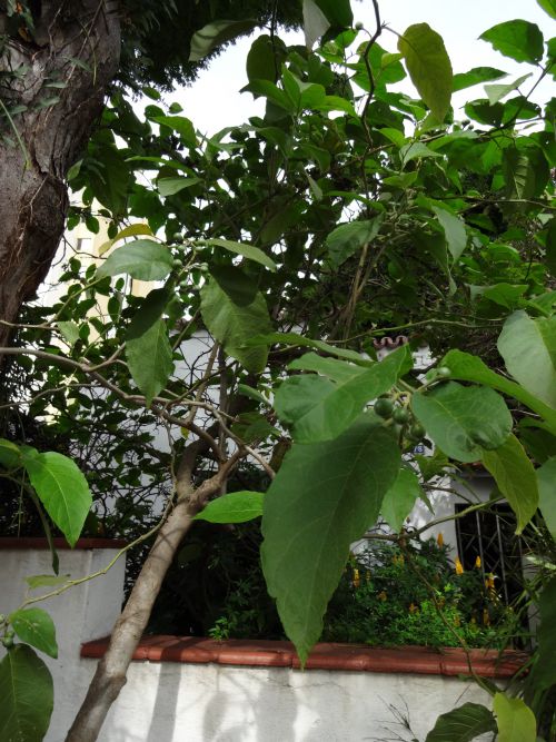 サンパウロ市内の庭先に育つジュルベーバの木