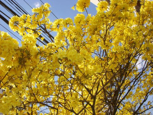 サンパウロ市内に咲くイペー・アマレーロ
