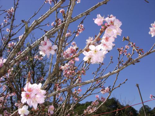 サンパウロの日系人施設の広場で開花する桜