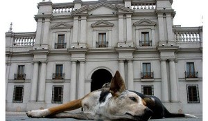 引用元：大統領宮殿に住む野良犬 http://www.prensanimalista.cl/web/2013/11/12/programa-regional-de-control-canino-y-tenencia-responsable-de-animales-la-gran-apuesta-por-los-animales-de-santiago/