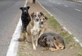 引用元：サンティアゴの路上にいる野良犬たち　http://www.prensanimalista.cl/web/2013/11/12/programa-regional-de-control-canino-y-tenencia-responsable-de-animales-la-gran-apuesta-por-los-animales-de-santiago/
