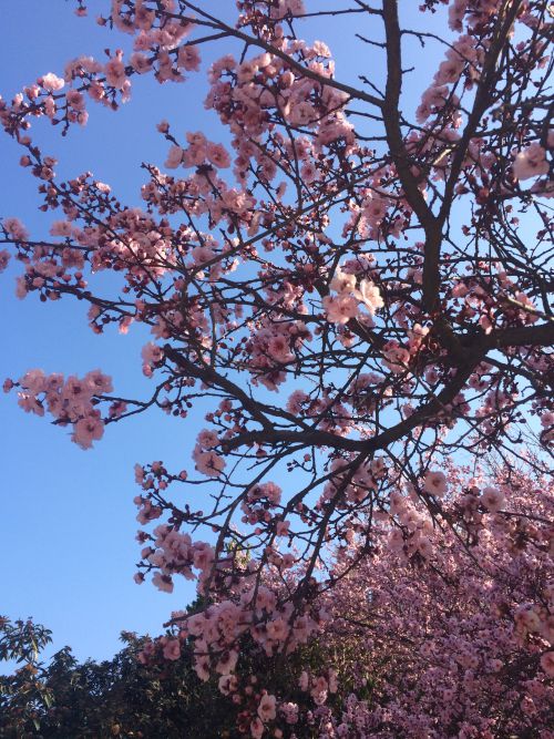 日本好きなチリ人たちが集まって桜祭りなどを行うイベントもあり