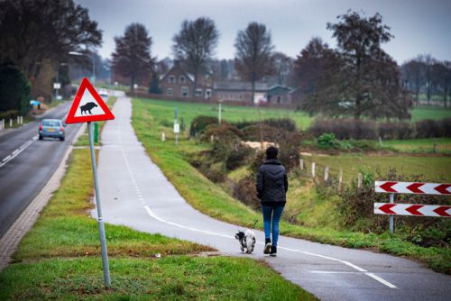 「横断するイノシシに注意」の道路標識も（画像提供：Gelderlander)