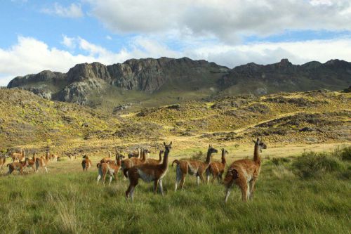 チリ南部は野生動物の宝庫です。手付かずの大自然が広がっています