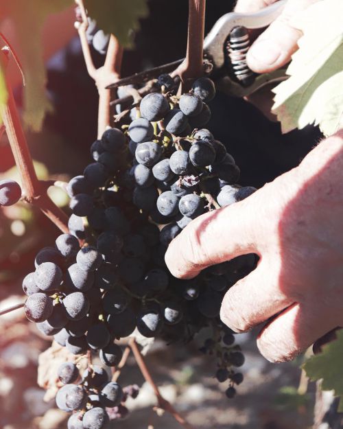 2018年に収穫した葡萄