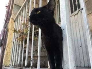 いつもこの家の門にいる黒猫