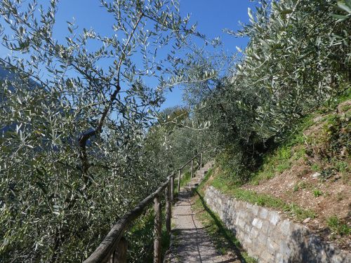 オリーブが両脇に茂る小径。延々と続くオリーブの道を歩いていると、南欧にいる気分。