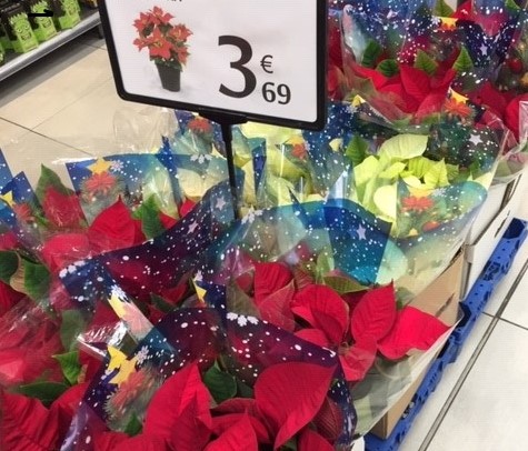 真っ赤なポインセチアの植物「クリスマスフラワー」がスーパー店先に現れる