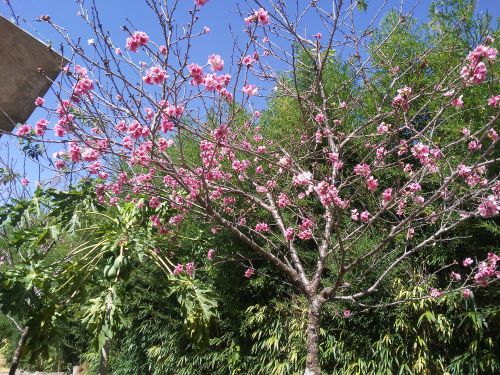 ４月初旬、サンパウロ州アチバイアにある中沢さんの自宅の庭で、パパイアの果実が実る木と隣り合わせで咲く沖縄由来の桜（写真提供：中沢宏一さん）