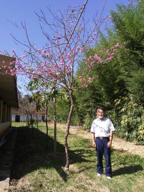 ４月初旬に咲いた沖縄由来の桜と中沢さん。桜の横にはパパイアが実をつけている